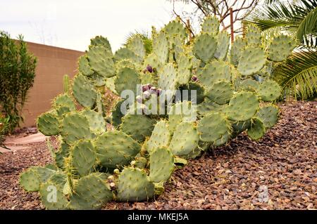 Certaines des nombreuses plantes trouvés dans le désert de l'Arizona. Nous avons été à Queen Creek, au sud-est de Phoenix. Prise à 1:00 PM. Banque D'Images