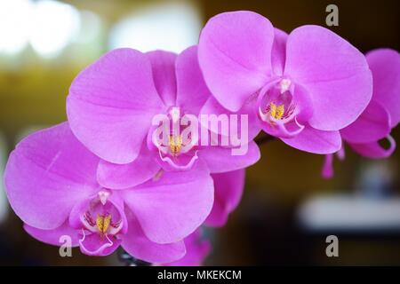 Belle Orchidée, colorée en pleine floraison. Banque D'Images