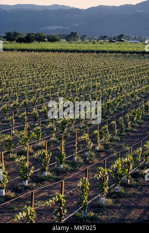 De plus en plus de vignes nouvellement dominent le paysage de printemps de la vallée de Napa, la célèbre région viticole de Californie, USA. L'avant-plan champ montre piquets en bois surmonté de fils pour retarder la nouvelle vigne et de tuyaux d'irrigation en plastique sur le sol à l'eau le Wine Grape des semis. Dans l'arrière-plan sont plus mûrs de vignes qui ont été plantées plus tôt. Banque D'Images