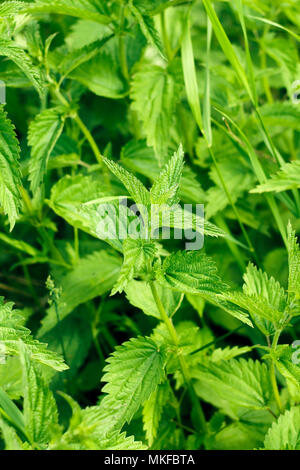 Close up d'orties sauvages Banque D'Images