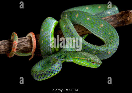 Hagen ?s pitviper vert (Parias hageni) sur fond noir Banque D'Images