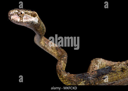 Portrait de Blunt-dirigé slug-manger (Aplopeltura serpent boa) sur fond noir Banque D'Images