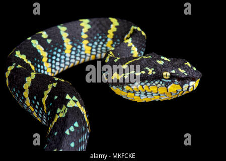 Portrait de Wagler's Pit Viper (Tropidolaemus wagleri) sur fond noir Banque D'Images