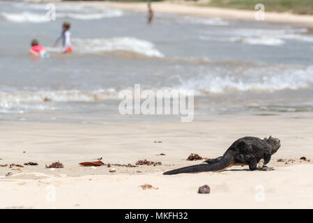 Iguane marin (Amblyrhynchus cristatus) et les nageurs, Puerto Villamil, Isabela Island, îles Galapagos, en Équateur. Banque D'Images