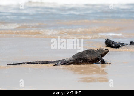 Iguane marin (Amblyrhynchus cristatus) sur l'île Isabela, îles Galapagos, en Équateur. Banque D'Images