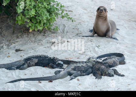 Iguanes marins (Amblyrhynchus cristatus) et de lions de mer, l'île Isabela, îles Galapagos, en Équateur. Banque D'Images