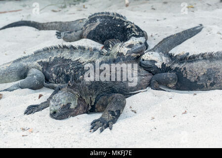 Iguanes marins (Amblyrhynchus cristatus) nichés sur une plage , l'île Isabela, îles Galapagos, en Équateur. Banque D'Images