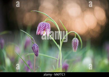 Tête du serpent fritillaries (Fritillaria meleagris) dans Wiese, Lichtreflexe, Emsland, Basse-Saxe, Allemagne Banque D'Images