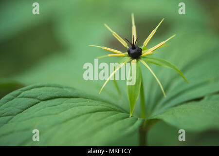 True Lover's knot (Paris quadrifolia), de l'Ems, Basse-Saxe, Allemagne Banque D'Images