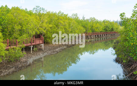 Le pont de bois dans la forêt de mangrove Banque D'Images