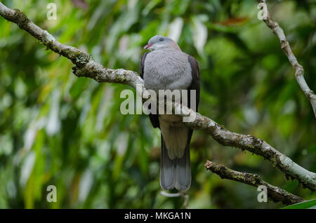 Mountain pigeon impérial (Ducula badia) Perchoirs sur arbre en forêt Banque D'Images