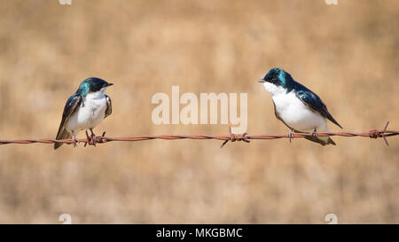 Un homme et une femme hirondelle bicolore (Tachycineta bicolor) sur une clôture en fil barbelé à Francis Viewpoint près de Beaverhill Lake, Alberta, Canada. Banque D'Images