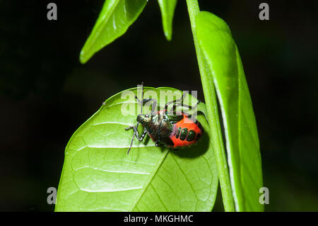 Coccinelle arlequin (Tectocoris diophthalmus) sur une feuille, Cape Hillsborough, Queensland, Queensland, Australie Banque D'Images