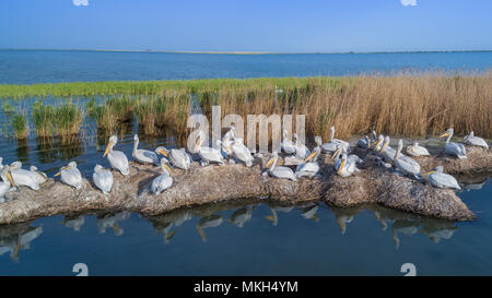 Les pélicans dalmates (Pelecanus crispus) dans le Delta du Danube en Roumanie. Vue aérienne avec drone. Banque D'Images