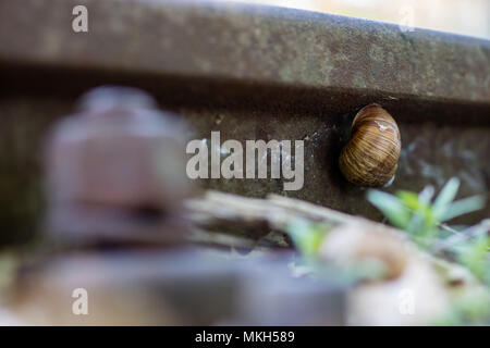 Ancienne ligne de chemin de fer dans une zone forestière. Sur l'escargot de fer. La saison de printemps. Banque D'Images