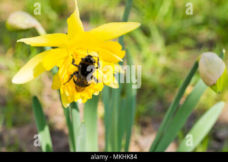 Bee gathering nectar d'une fleur jaune Banque D'Images