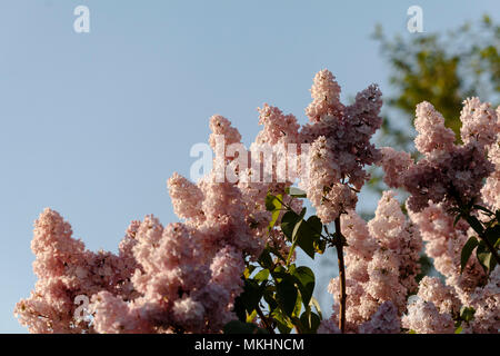Gros plan du lilas pourpre floraison magnifique sous le ciel bleu/ Rose lilas bouquet/ fond de printemps Banque D'Images