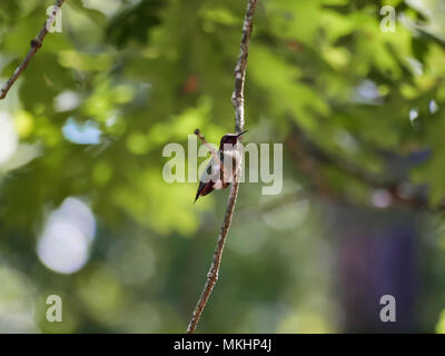 Hummingbird sur une branche. (2) Banque D'Images