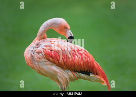 Flamingo oiseau sur fond naturel vert Banque D'Images