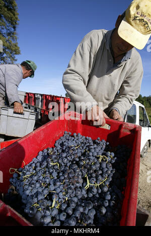 Vendanges Vin Banque D'Images