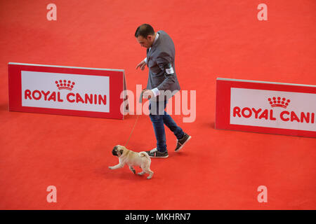 Vue de dessus d'un homme promenait son chien Pug lors d'un show Banque D'Images