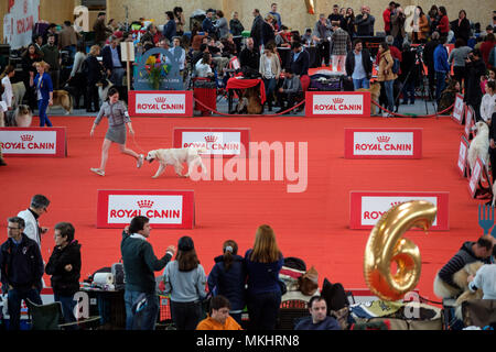 Vue aérienne d'une femme promener son chien Golden Retriever lors d'un show Banque D'Images