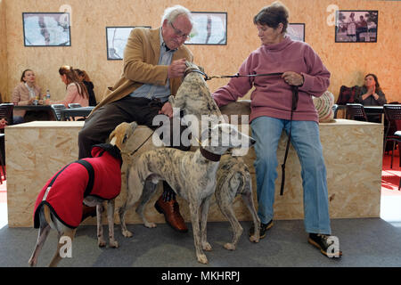 Trois chiens greyhound avec les propriétaires dans un coffee shop Banque D'Images