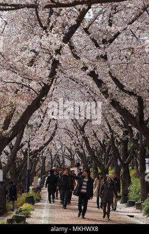 Avec les grands, les cerisiers en fleurs, les visiteurs se promener le long du chemin autour du lac de Bomun Gyeongju, Corée du Sud dans la région de Sunshine. Banque D'Images