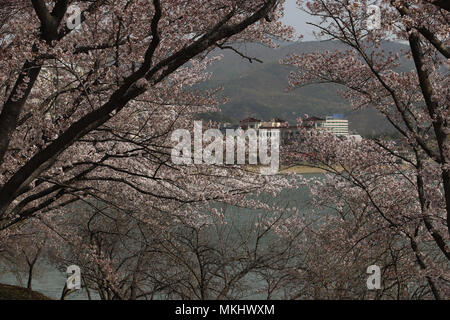 Une vue sur le lac de Como et encadrée par des branches de cerisiers en fleurs au lac Bomun à Gyeongju, Corée du Sud, avec les montagnes en arrière-plan Banque D'Images