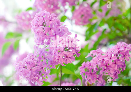 Bush lilas pourpre floraison. Les belles fleurs violet lilas frais. Close up de lilas en fleurs. Les fleurs du printemps. Banque D'Images
