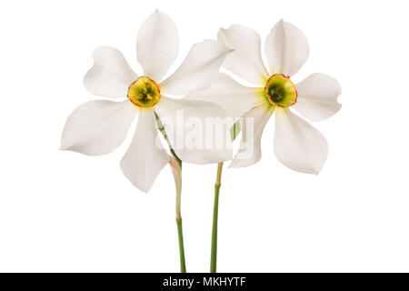 Les jonquilles (Narcissus poeticus blanc) isolé sur fond blanc Banque D'Images