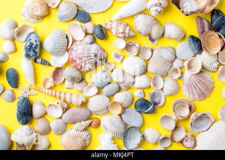 Le concept des vacances d'été. Des coquillages sur fond jaune. Banque D'Images