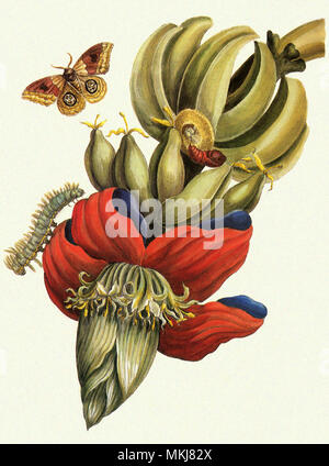 Inflorescence de banane, Musa sapientum Banque D'Images