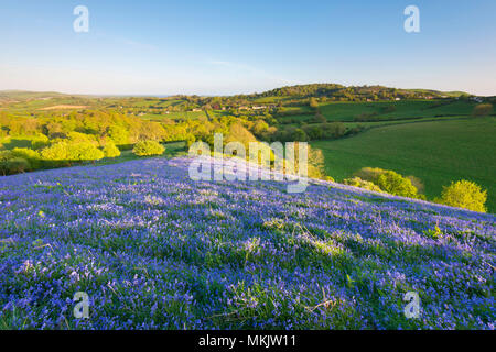 Colmers Hill, Symondsbury, Dorset, UK. 8 mai 2018. Météo britannique. Un tapis de jacinthes sur le flanc de colline à Symondsbury Colmers près de Bridport Dorset en éclairées par le soleil de début de soirée à la recherche vers le bas Eype. Crédit photo : Graham Hunt/Alamy Live News Banque D'Images