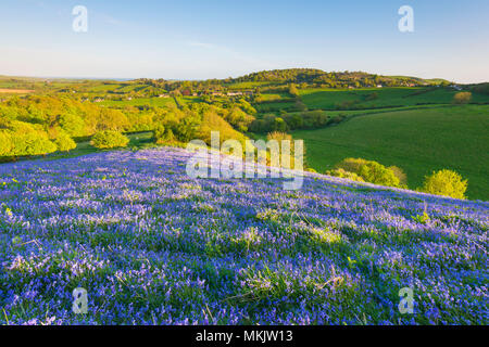 Colmers Hill, Symondsbury, Dorset, UK. 8 mai 2018. Météo britannique. Un tapis de jacinthes sur le flanc de colline à Symondsbury Colmers près de Bridport Dorset en éclairées par le soleil de début de soirée à la recherche vers le bas Eype. Crédit photo : Graham Hunt/Alamy Live News Banque D'Images