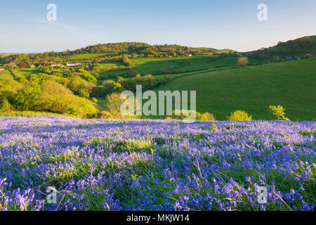 Colmers Hill, Symondsbury, Dorset, UK. 8 mai 2018. Météo britannique. Un tapis de jacinthes sur le flanc de colline à Symondsbury Colmers près de Bridport Dorset en éclairées par le soleil de début de soirée à la recherche vers le bas Eype. Crédit photo : Graham Hunt/Alamy Live News Banque D'Images