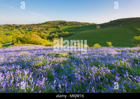 Colmers Hill, Symondsbury, Dorset, UK. 8 mai 2018. Météo britannique. Un tapis de jacinthes sur le flanc de colline à Symondsbury Colmers près de Bridport Dorset en éclairées par le soleil de début de soirée à la recherche vers le bas Eype. Crédit photo : Graham Hunt/Alamy Live News Banque D'Images