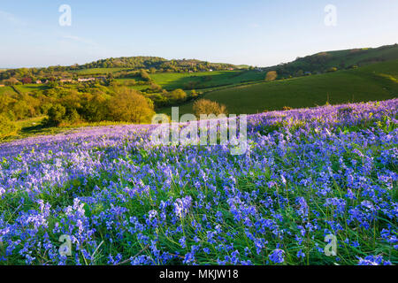 Colmers Hill, Symondsbury, Dorset, UK. 8 mai 2018. Météo britannique. Un tapis de jacinthes sur le flanc de colline à Symondsbury Colmers près de Bridport Dorset en éclairées par le soleil de début de soirée à la recherche vers le bas Eype. Crédit photo : Graham Hunt/Alamy Live News Banque D'Images