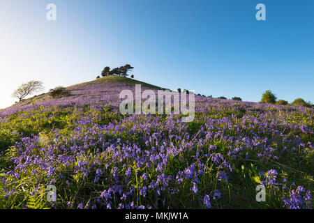 Colmers Hill, Symondsbury, Dorset, UK. 8 mai 2018. Météo britannique. Un tapis de jacinthes sur le flanc de colline à Symondsbury Colmers près de Bridport Dorset en début de soirée éclairée par le soleil. Crédit photo : Graham Hunt/Alamy Live News Banque D'Images