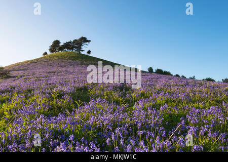 Colmers Hill, Symondsbury, Dorset, UK. 8 mai 2018. Météo britannique. Un tapis de jacinthes sur le flanc de colline à Symondsbury Colmers près de Bridport Dorset en début de soirée éclairée par le soleil. Crédit photo : Graham Hunt/Alamy Live News Banque D'Images