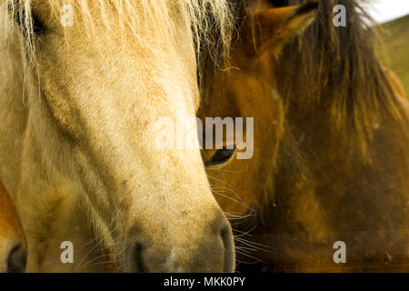 Chevaux en Islande Banque D'Images