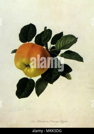 Apple Pippin Orange Blenheim Banque D'Images