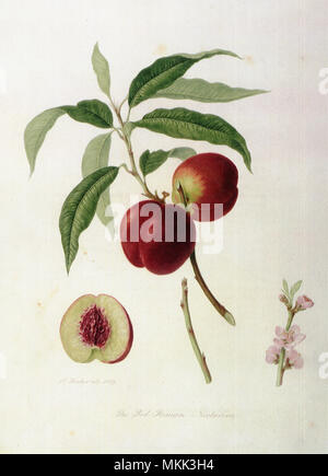 Les nectarines romain rouge Banque D'Images