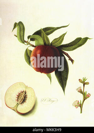 Elruge Nectarines Banque D'Images