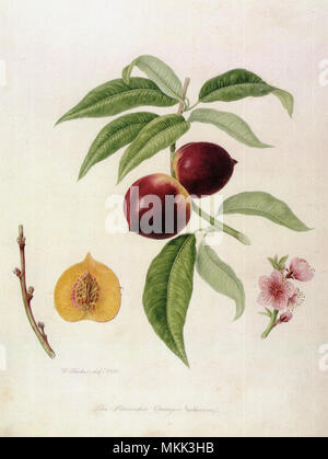 Pitmaston Nectarines Orange Banque D'Images