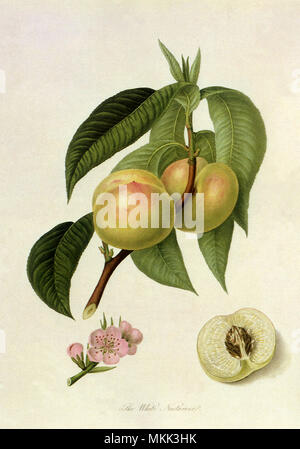 Nectarines blanches Banque D'Images