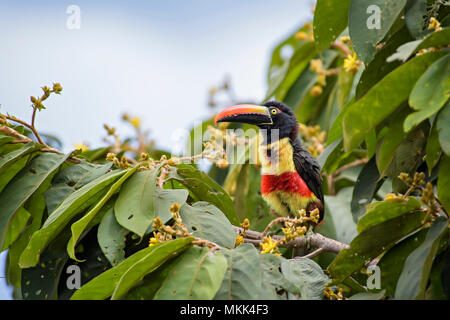 - Frantzius Pteroglossus frantzii toucan coloré, belle forêt du Costa Rica. Banque D'Images