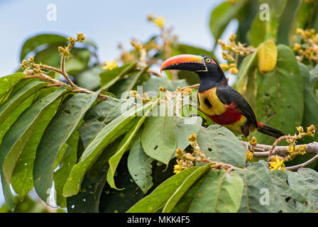 - Frantzius Pteroglossus frantzii toucan coloré, belle forêt du Costa Rica. Banque D'Images