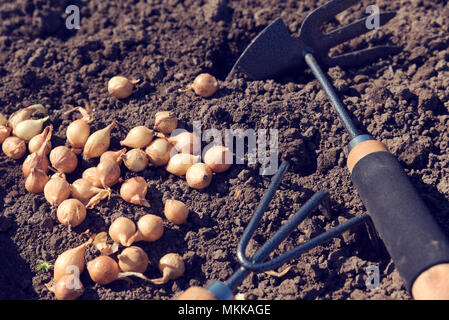 La plantation d'oignons d'outils de jardinage à main Banque D'Images