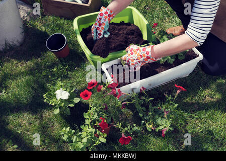 L'ajout de la main de femme dans le sol un pot planter des fleurs Banque D'Images